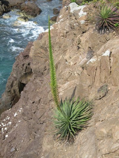 Agave ortgiesiana, photographed by Viacheslav Shalisko