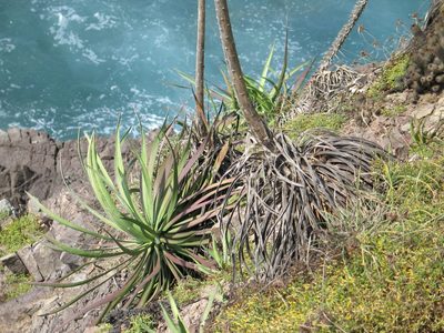 Agave ortgiesiana, photographed by Viacheslav Shalisko