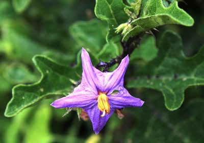 Solanum rubetorum, photographed by Tony Rebelo