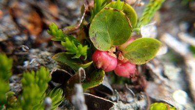 Gaultheria humifusa, photographed by Trevor Van Loon