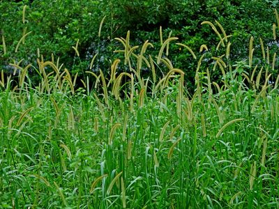 Setaria sphacelata, photographed by Jacy Chen