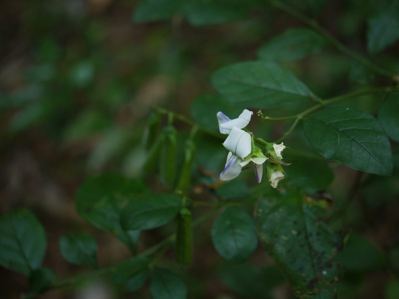 Crotalaria heyneana, photographed by Dinesh Valke