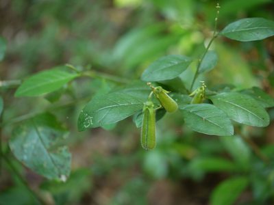 Crotalaria heyneana, photographed by Dinesh Valke