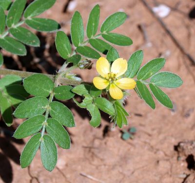 Kallstroemia parviflora, photographed by Catherine C. Galley