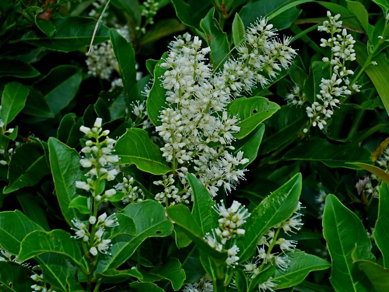 Itea oldhamii, photographed by Jacy Chen