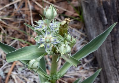 Frasera speciosa, photographed by Jesse Rorabaugh