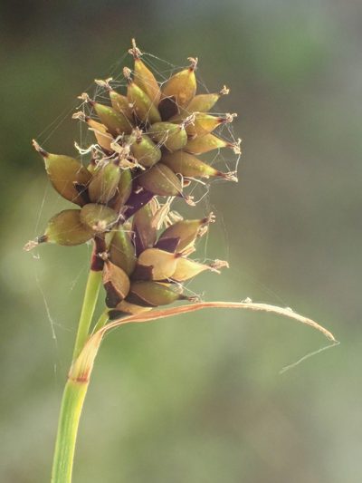 Carex atrosquama, photographed by Trevor Van Loon