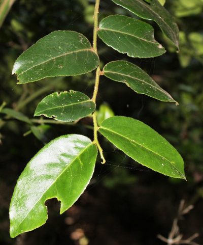 Maytenus peduncularis, photographed by Tony Rebelo