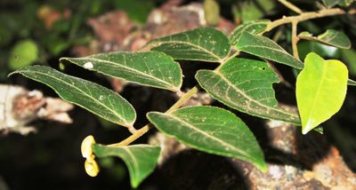 Maytenus peduncularis, photographed by Tony Rebelo