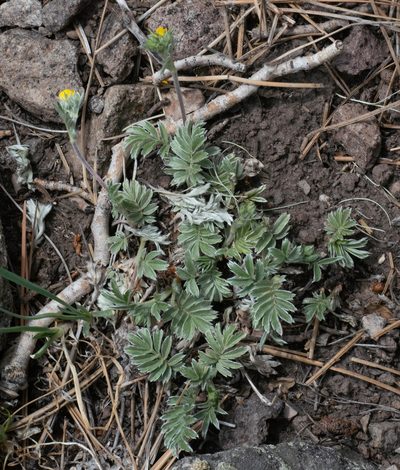 Potentilla crinita, photographed by Jesse Rorabaugh