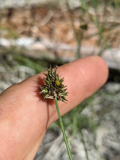 Carex microptera, photographed by Trevor Van Loon