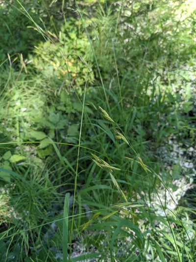 Festuca subulata, photographed by Trevor Van Loon