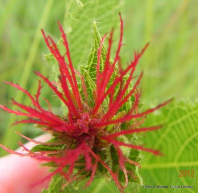 Acalypha punctata, photographed by Peter Warren