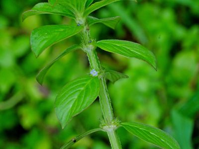 Spermacoce latifolia, photographed by Jacy Chen