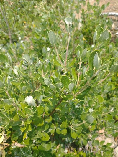 Garrya buxifolia, photographed by Drew Meyer