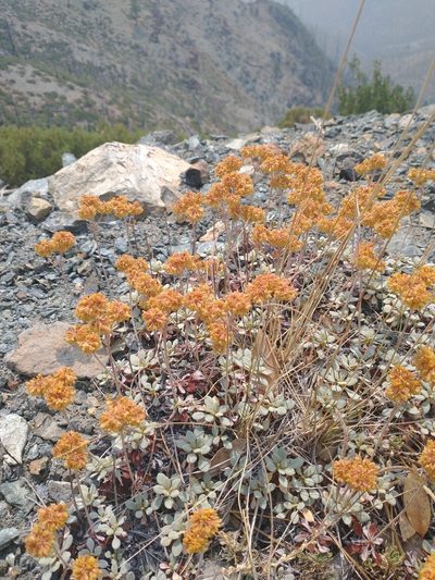 Eriogonum ternatum, photographed by Drew Meyer