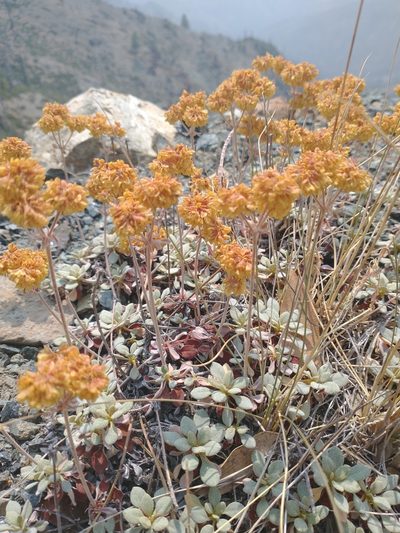 Eriogonum ternatum, photographed by Drew Meyer