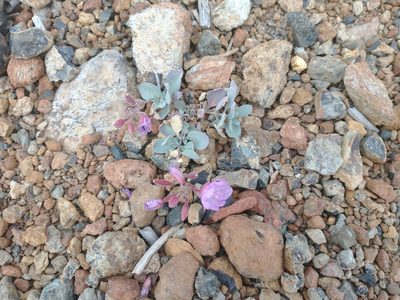 Epilobium rigidum, photographed by Drew Meyer