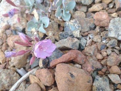 Epilobium rigidum, photographed by Drew Meyer