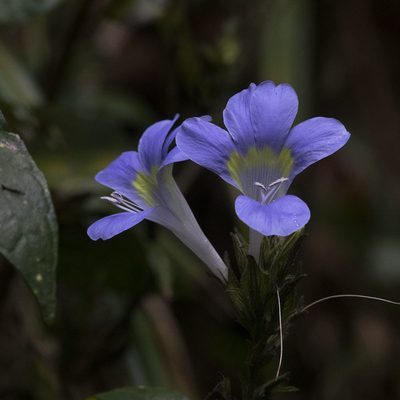 Barleria courtallica, photographed by Paulmathi Vinod