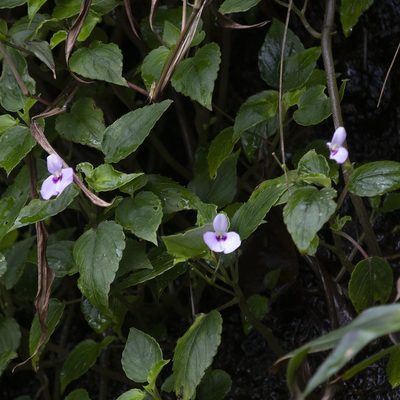 Impatiens elegans, photographed by Paulmathi Vinod