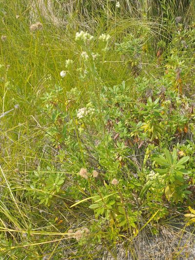 Sericocarpus oregonensis, photographed by Drew Meyer