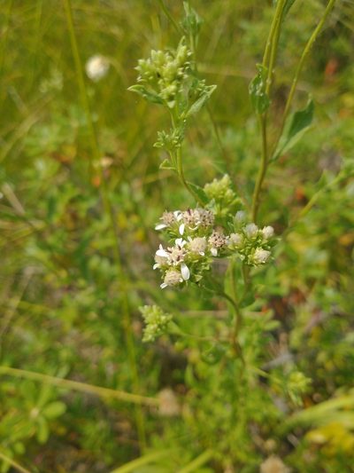 Sericocarpus oregonensis, photographed by Drew Meyer