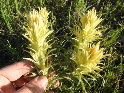 Castilleja citrina, photographed by Sam Kieschnick