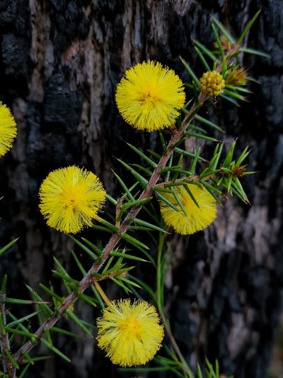 Acacia echinula, photographed by Petra Holland