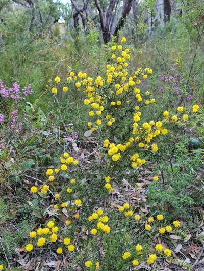 Acacia echinula, photographed by Petra Holland