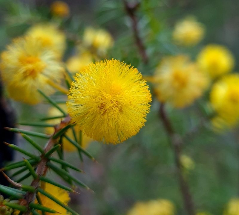 Acacia echinula, photographed by Petra Holland