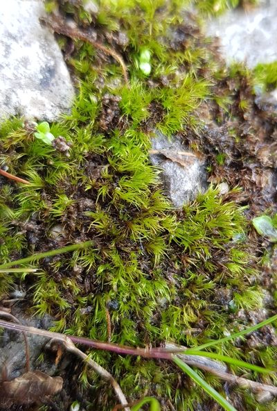 Calcidicranella varia, photographed by Helen Waterman