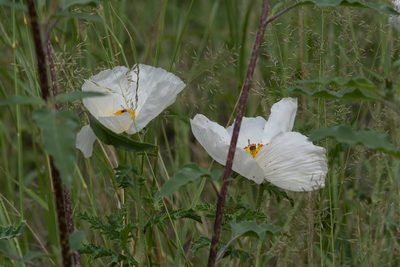 Argemone pleiacantha, photographed by Forest Botial-Jarvis