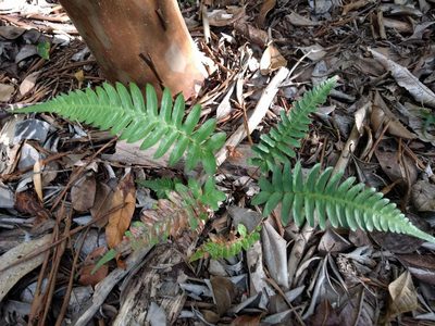 Blechnum appendiculatum, photographed by Kevin Faccenda