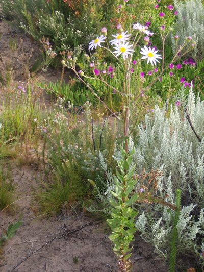 Senecio multibracteatus, photographed by Nicola van Berkel