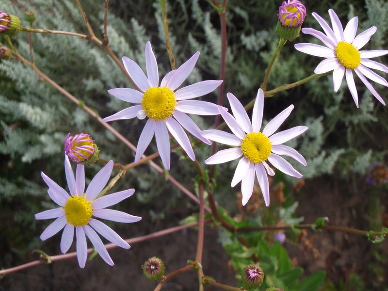 Senecio multibracteatus, photographed by Nicola van Berkel