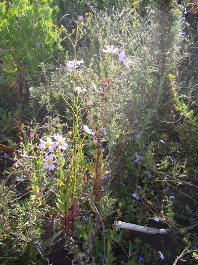 Senecio multibracteatus, photographed by Nicola van Berkel
