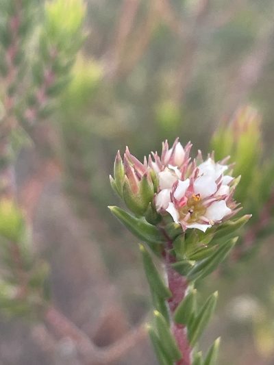Diosma subulata, photographed by Sean Privett