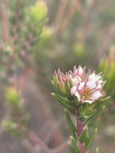 Diosma subulata, photographed by Sean Privett