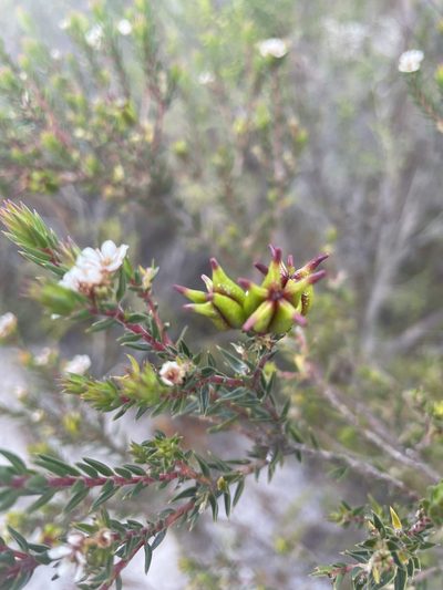 Diosma subulata, photographed by Sean Privett