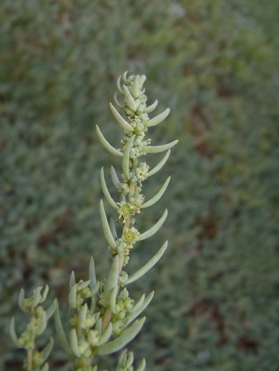 Suaeda caespitosa, photographed by Nicola van Berkel
