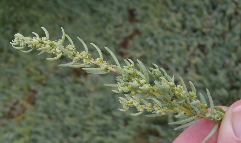 Suaeda caespitosa, photographed by Nicola van Berkel