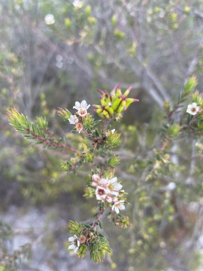 Diosma subulata, photographed by Sean Privett