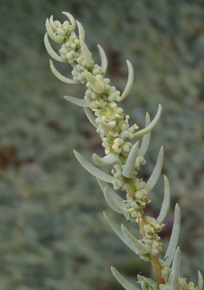 Suaeda caespitosa, photographed by Nicola van Berkel