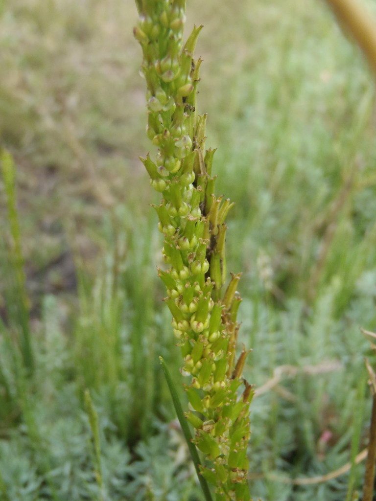 Triglochin buchenaui, photographed by Nicola van Berkel
