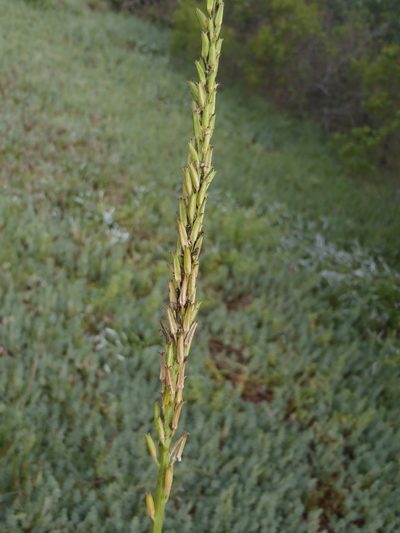 Triglochin buchenaui, photographed by Nicola van Berkel