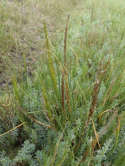 Triglochin buchenaui, photographed by Nicola van Berkel