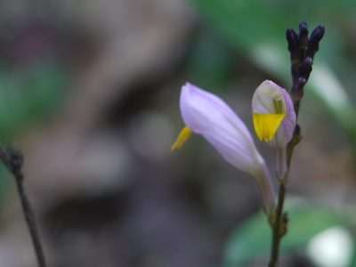 Gymnostachyum febrifugum, photographed by Dinesh Valke