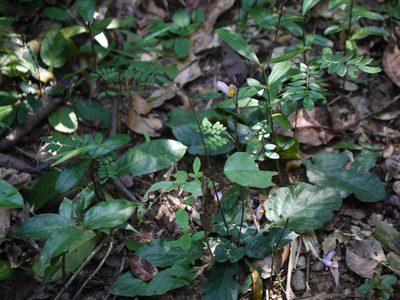 Gymnostachyum febrifugum, photographed by Dinesh Valke