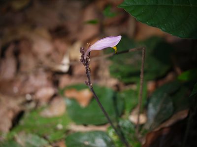 Gymnostachyum febrifugum, photographed by Dinesh Valke